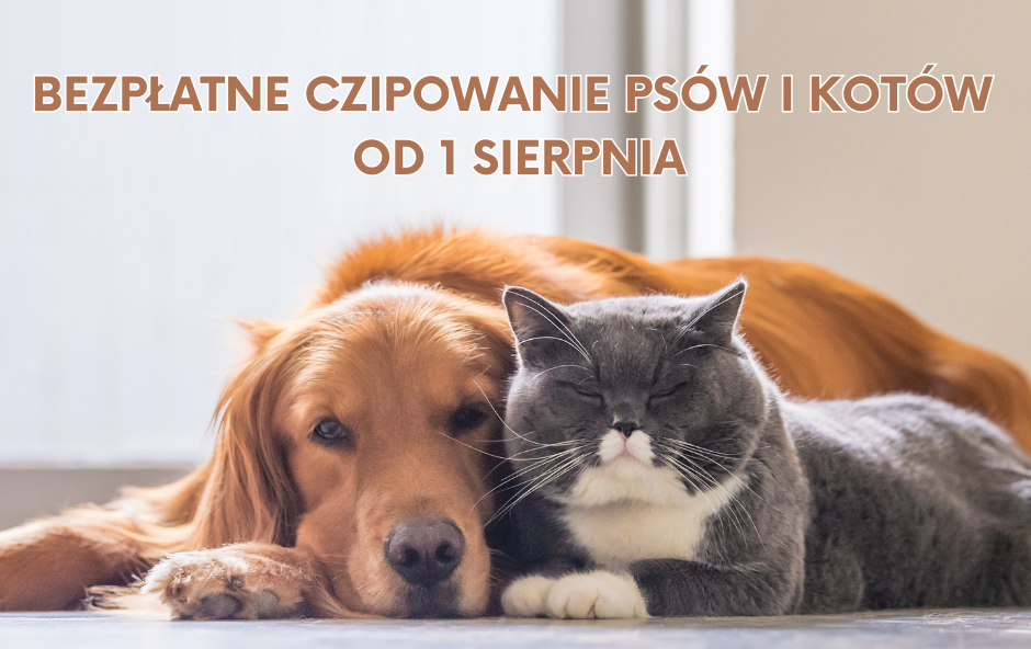 Fotografia przedstawiająca lezących obok siebie psa i kota 
