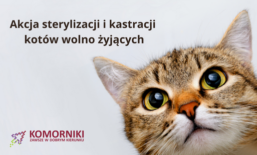Zdjęcie do Akcja sterylizacji i kastracji kot&oacute;w wolno żyjących