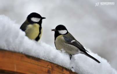 Zdjęcie do Ferie w Muzeum w Szreniawie 