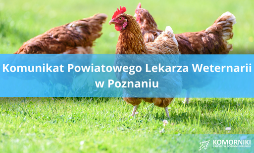 Grafika przedstawiająca kury na zielonej trawie- komunikat Powiatowego Lekarza Weterynarii w Poznaniu